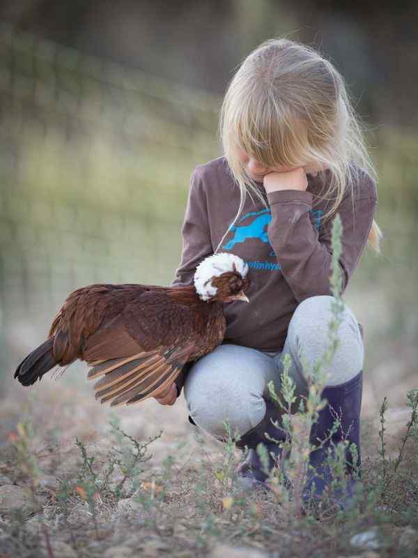 ATELIER DECOUVERTE Mes premières poules faire les bons choix Les Vergers de La Galine