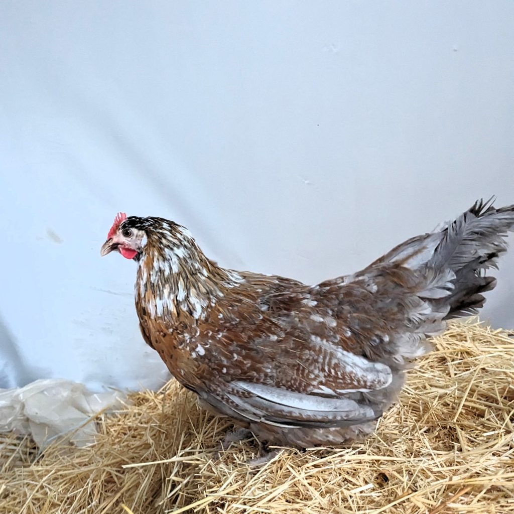 Poule Suédoise à fleurs Les Vergers de La Galine