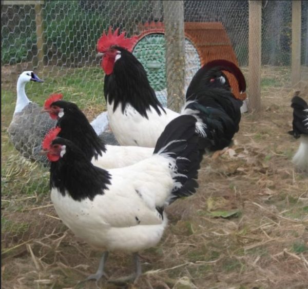 Poule Lakenvelder Les Vergers De La Galine