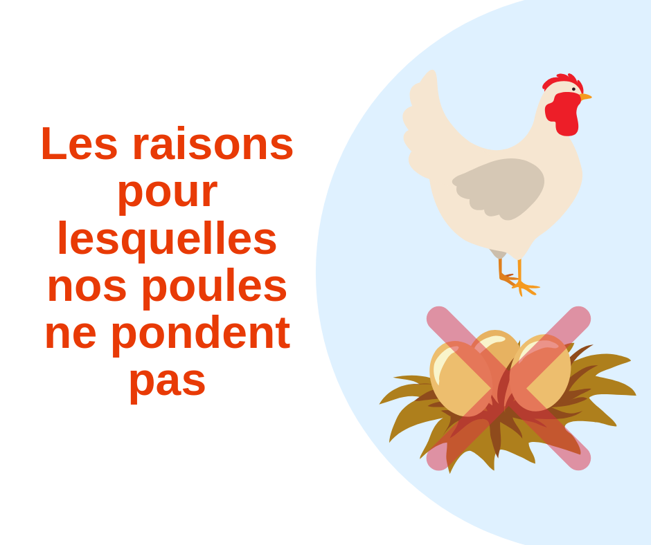 Les Raisons Pour Lesquelles Vos Poules Ne Pondent Pas Les Vergers De La Galine